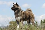 AKITA AMERICAIN 135
